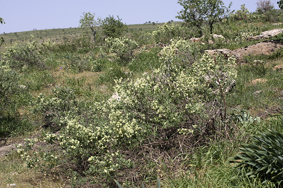 Image of Atraphaxis pyrifolia specimen.