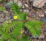 Potentilla anserina. Цветущее растение с шестилепестным цветком. Республика Хакасия, Ширинский р-н, окр. с. Ефремкино, обочина дороги. 19.07.2012.