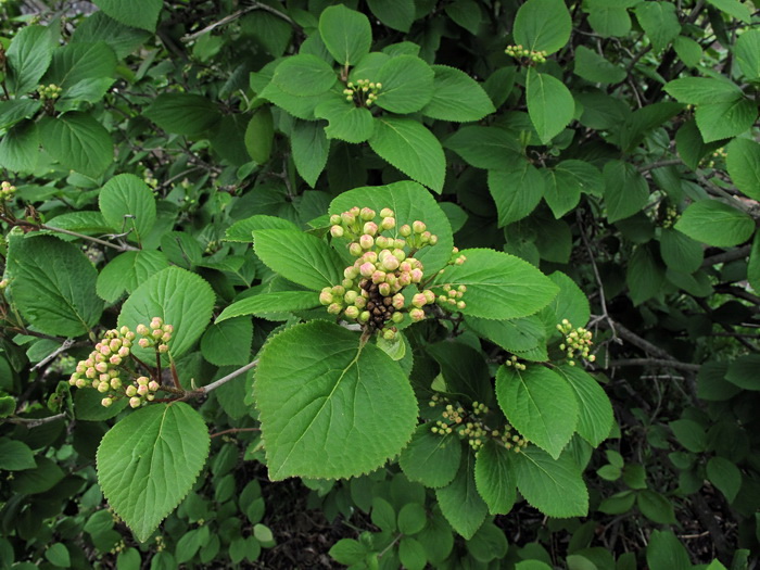 Image of Viburnum burejaeticum specimen.