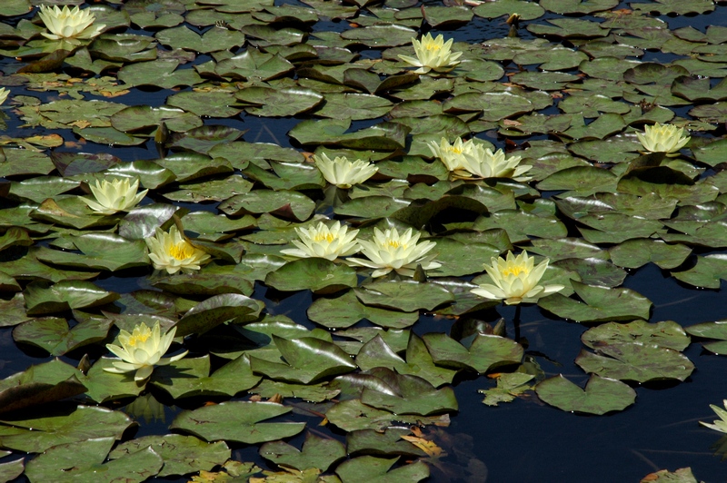 Изображение особи Nymphaea odorata.