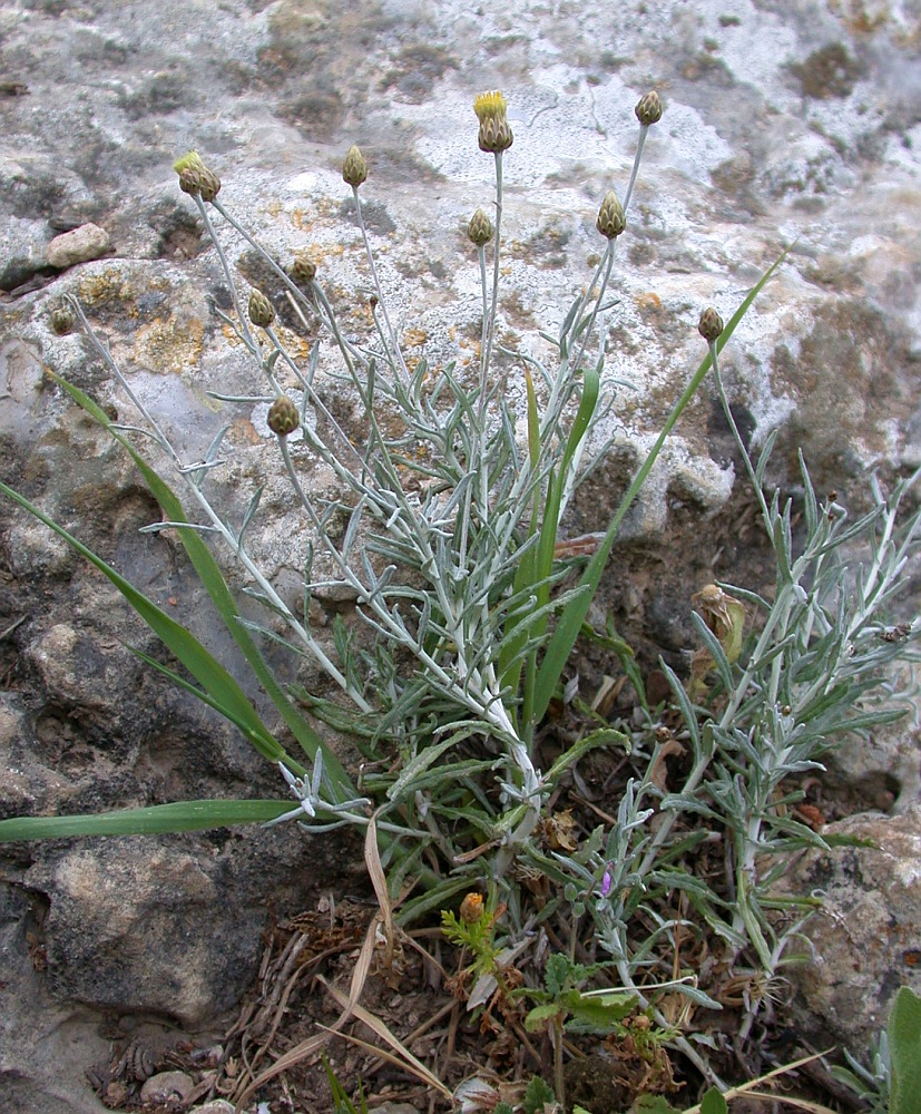 Image of Phagnalon rupestre specimen.