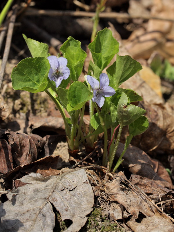 Image of Viola mirabilis specimen.