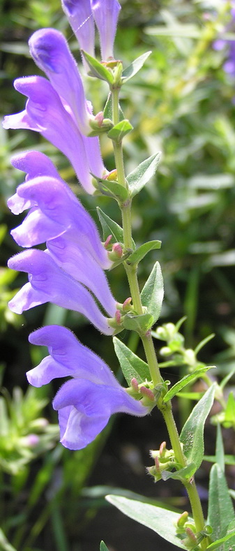 Изображение особи Scutellaria baicalensis.