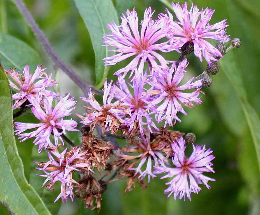 Image of Vernonia arkansana specimen.