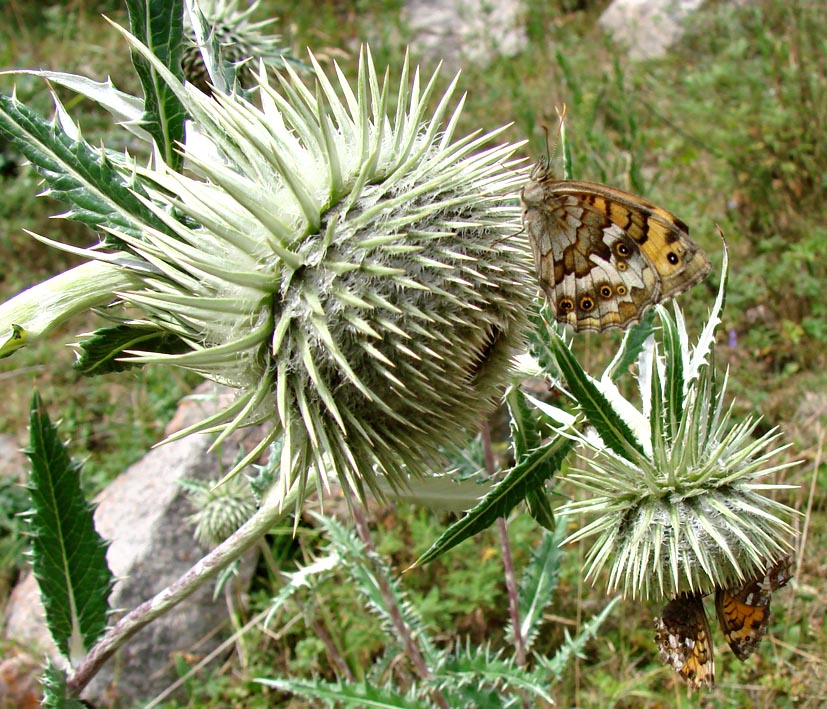 Image of Alfredia nivea specimen.