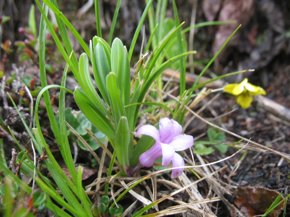 Image of Polygonatum hookeri specimen.