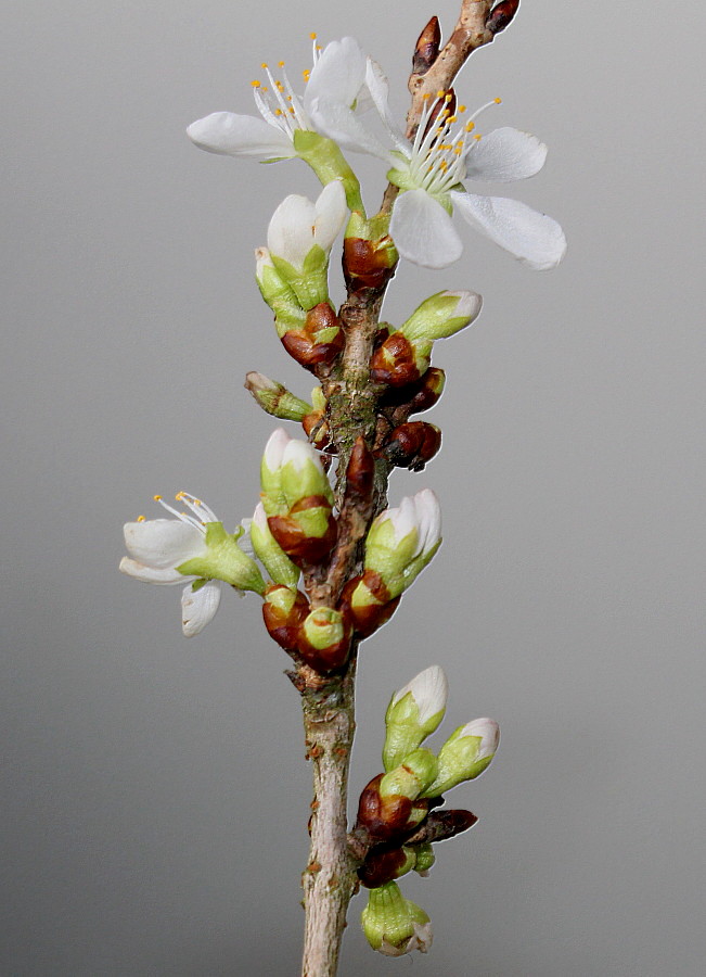 Image of Cerasus subhirtella specimen.