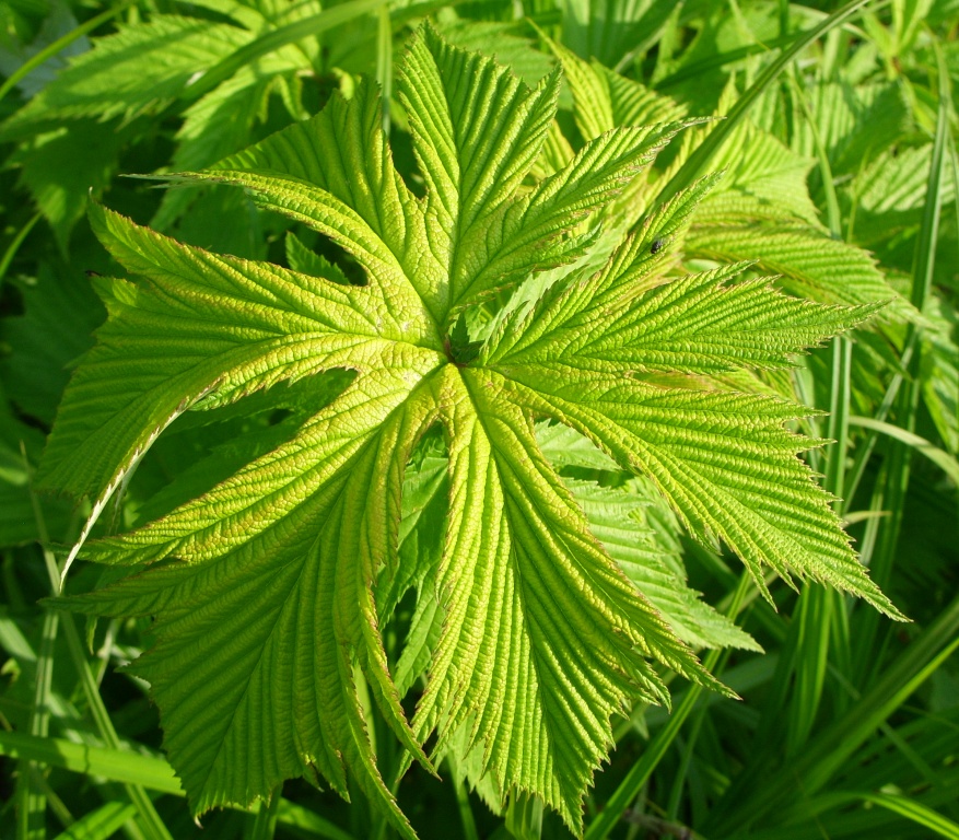 Image of Filipendula palmata specimen.