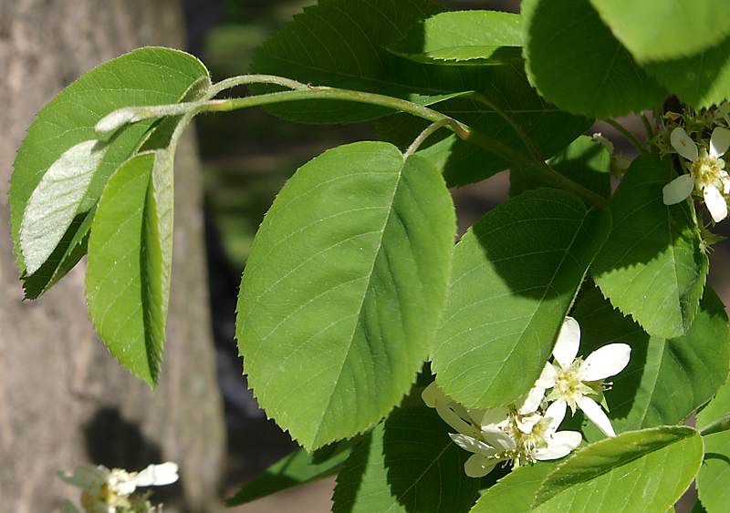 Image of Amelanchier spicata specimen.