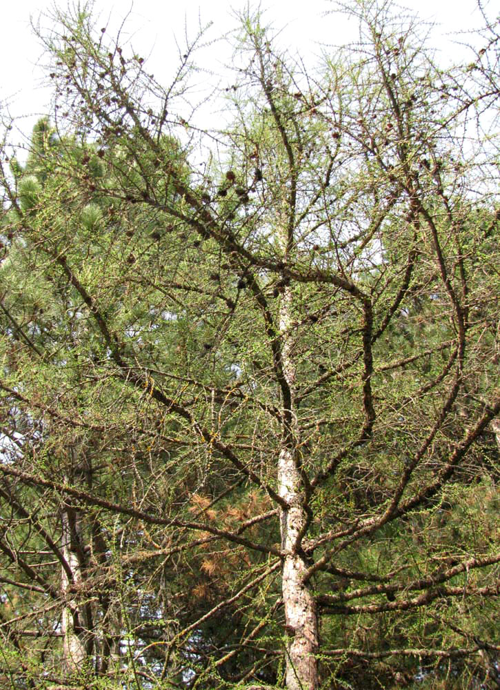 Image of Larix sibirica specimen.