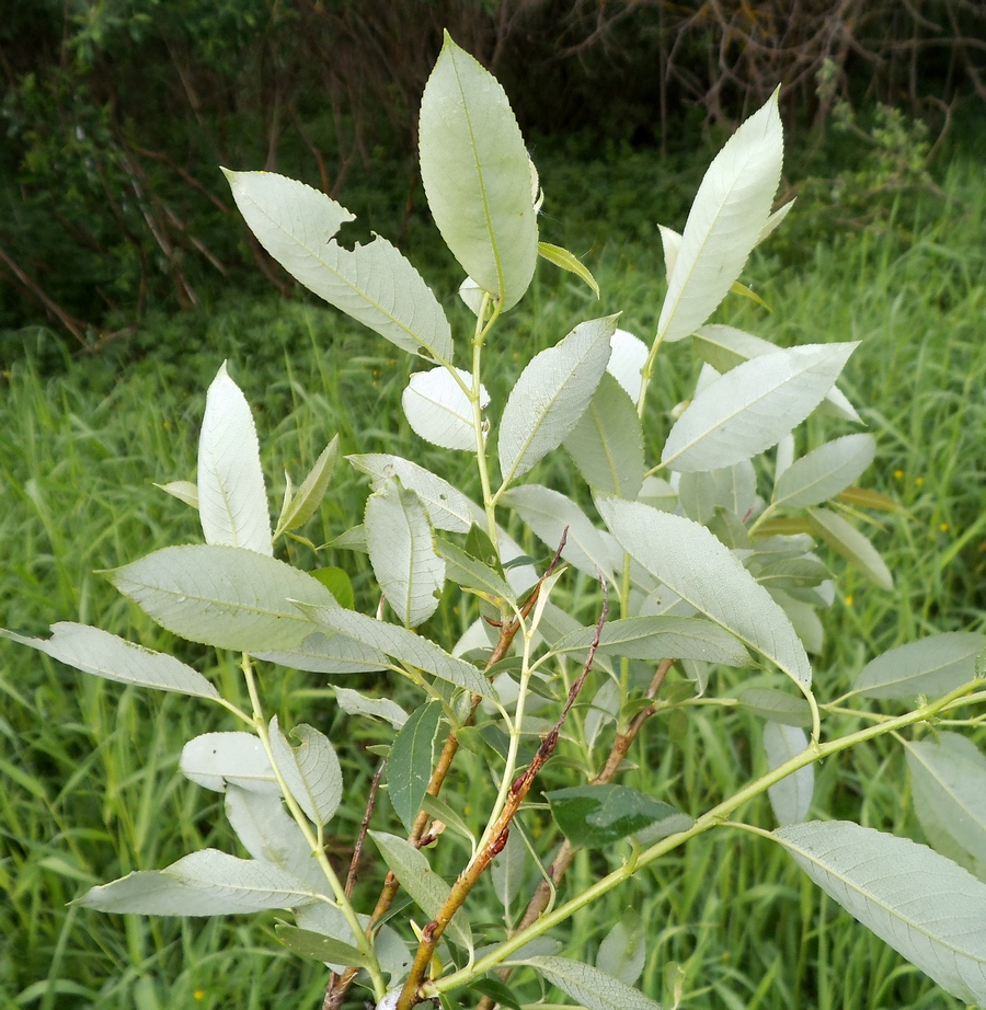 Image of Salix triandra specimen.