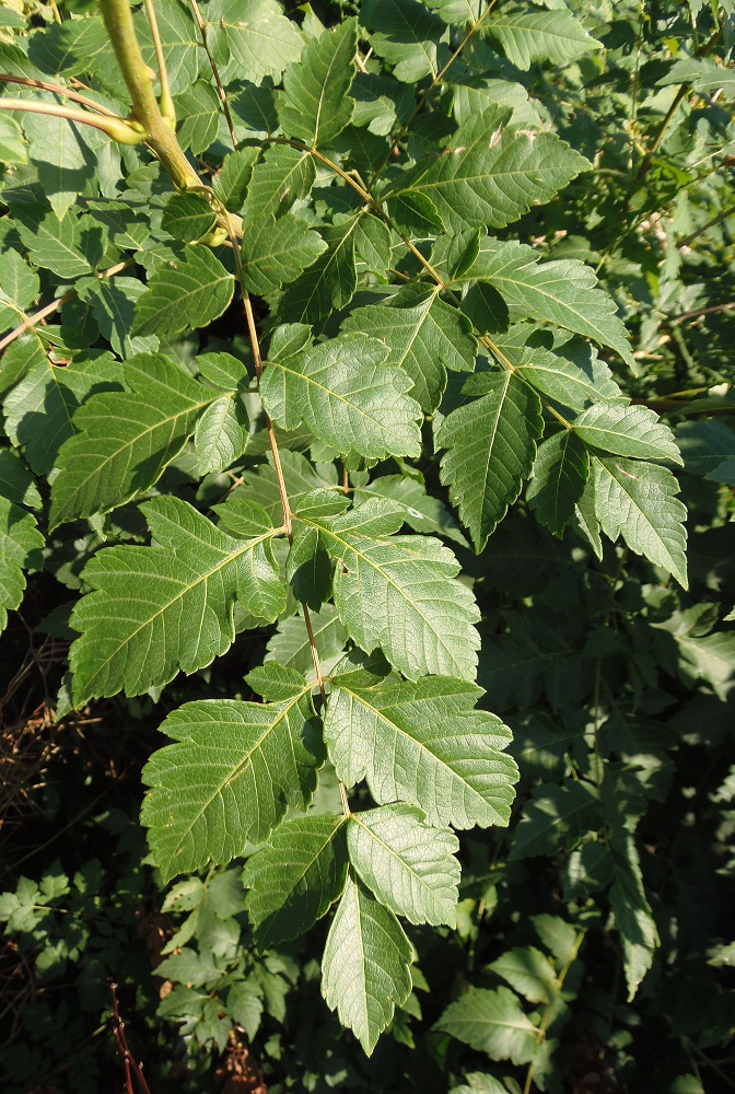 Image of Koelreuteria paniculata specimen.