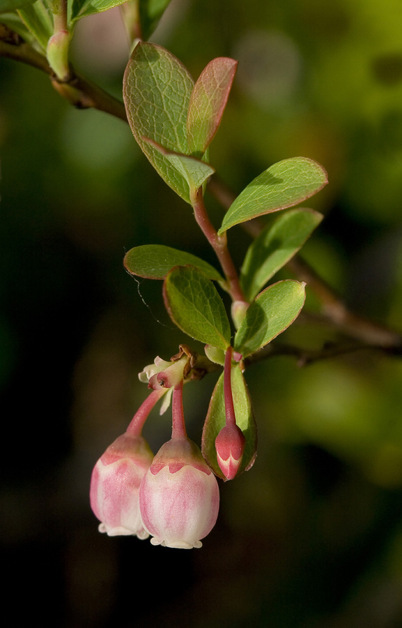 Image of Vaccinium uliginosum specimen.