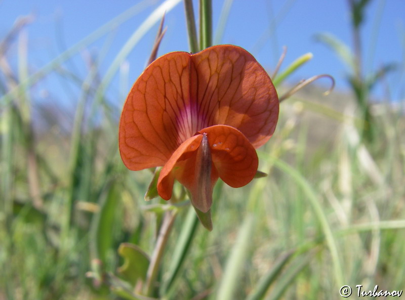 Изображение особи Lathyrus cicera.