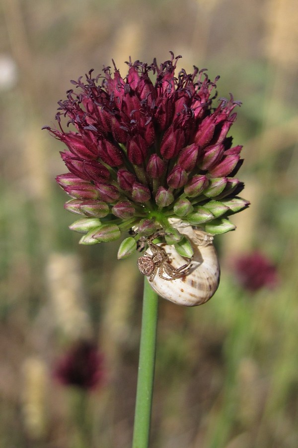 Image of Allium sphaerocephalon specimen.