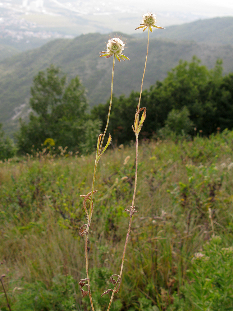 Image of Lomelosia micrantha specimen.