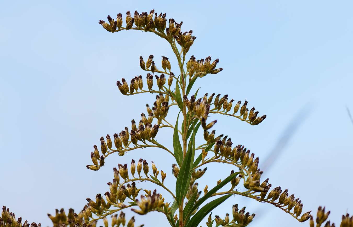 Image of Solidago gigantea specimen.