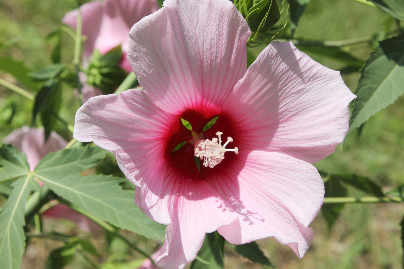 Image of Hibiscus &times; hybridus specimen.