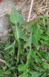 genus Taraxacum