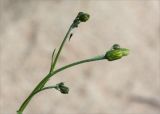 genus Hieracium. Верхушка растения с нераспустившимися соцветиями и сидящим комаром. Карелия, песчаный пляж одного из островов на оз. Топозеро. 12.06.2013.