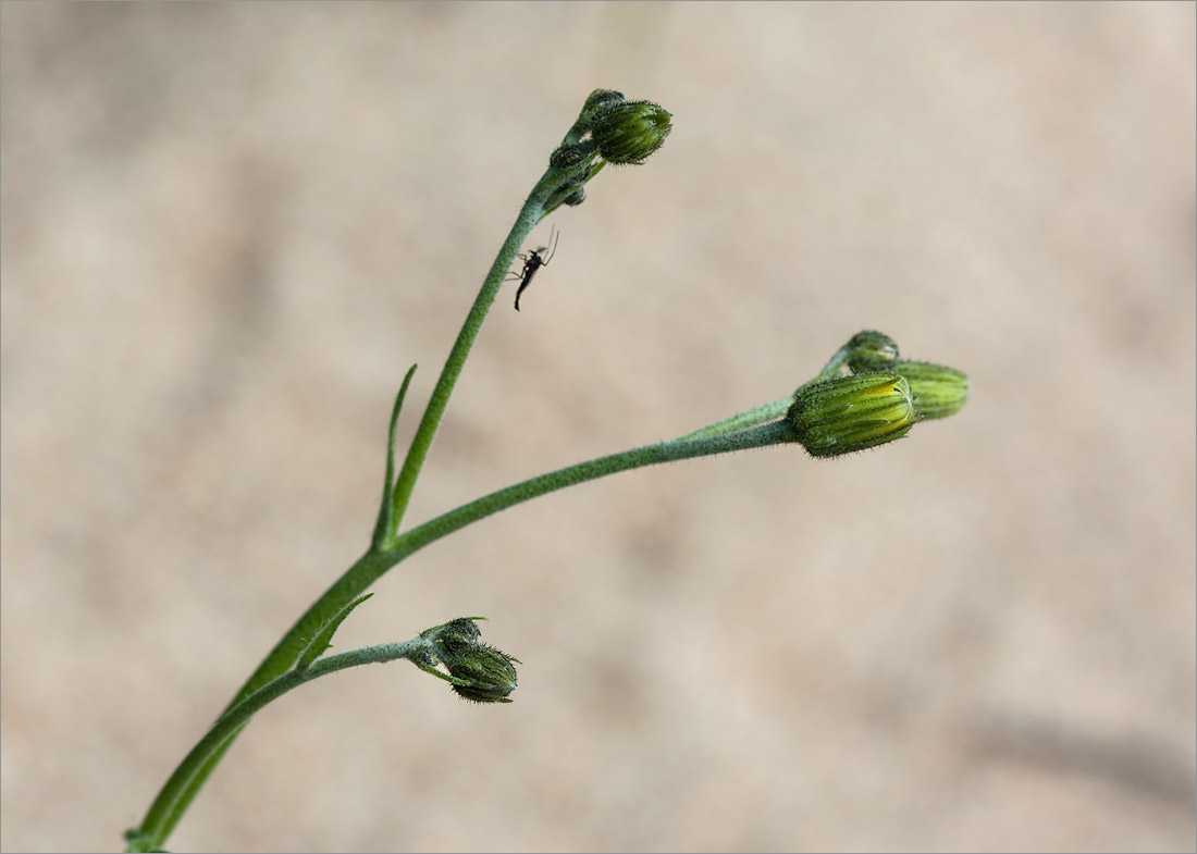 Image of genus Hieracium specimen.