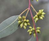 Eucalyptus camaldulensis. Часть побега с бутонами. Греция, Халкидики, с. Неа Потидеа (Νέα Ποτιδαία). 26.12.2013.