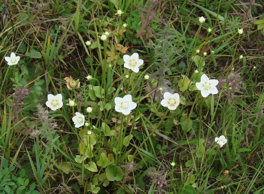 Image of Parnassia palustris specimen.