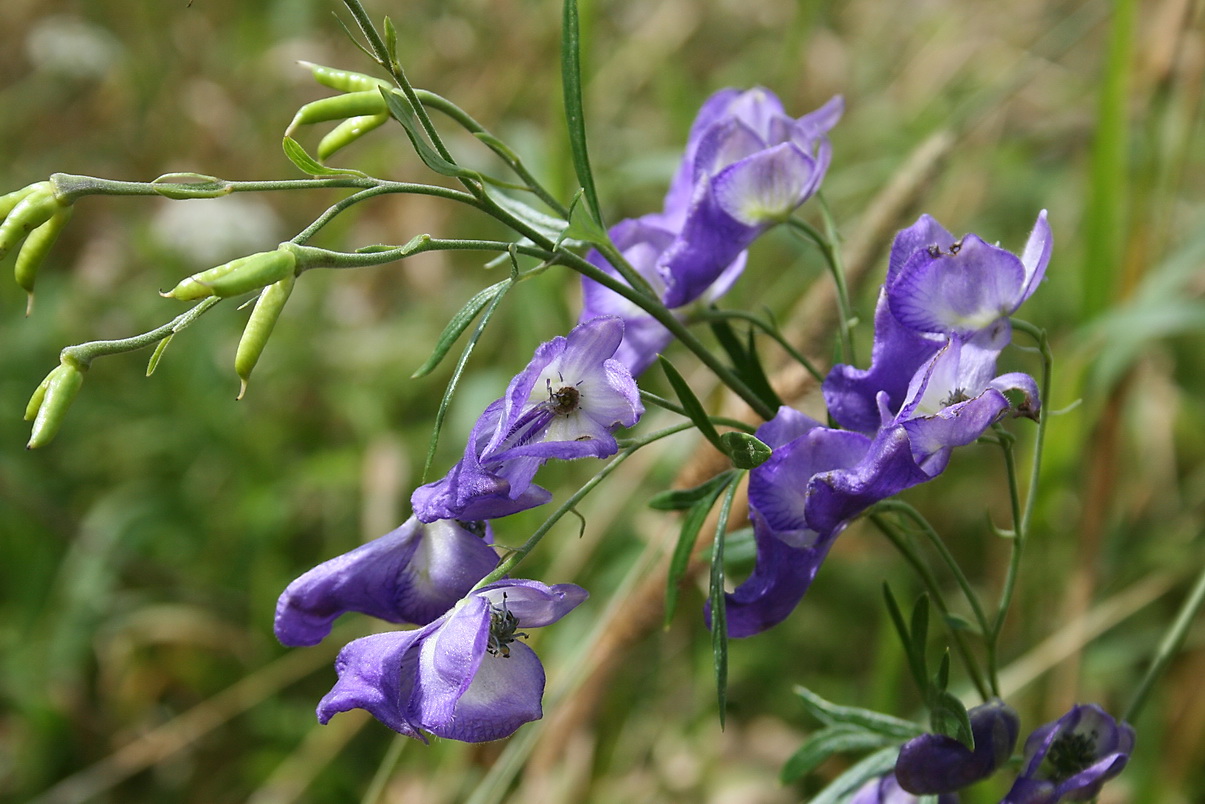 Изображение особи род Aconitum.