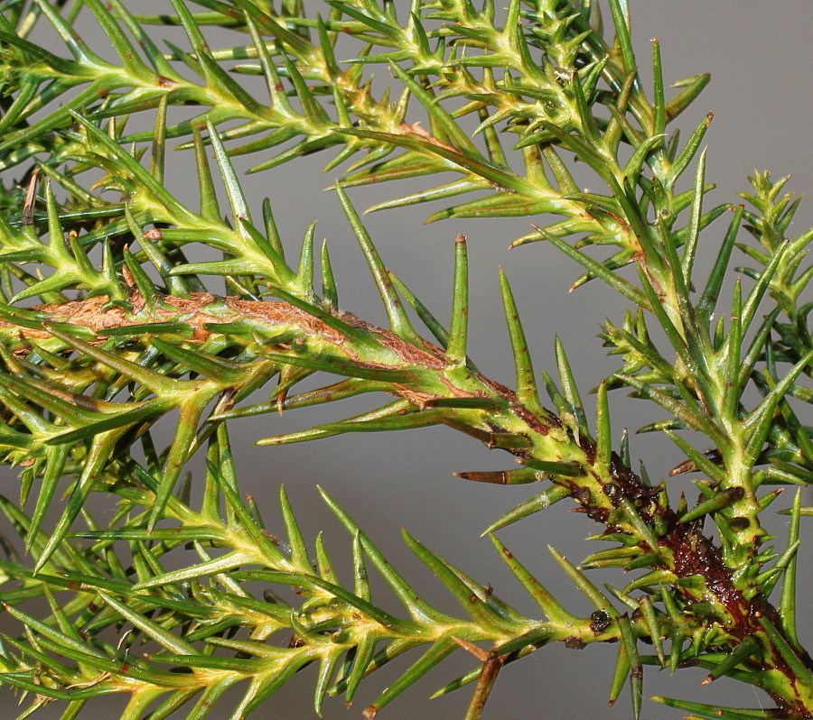 Image of Cryptomeria japonica specimen.