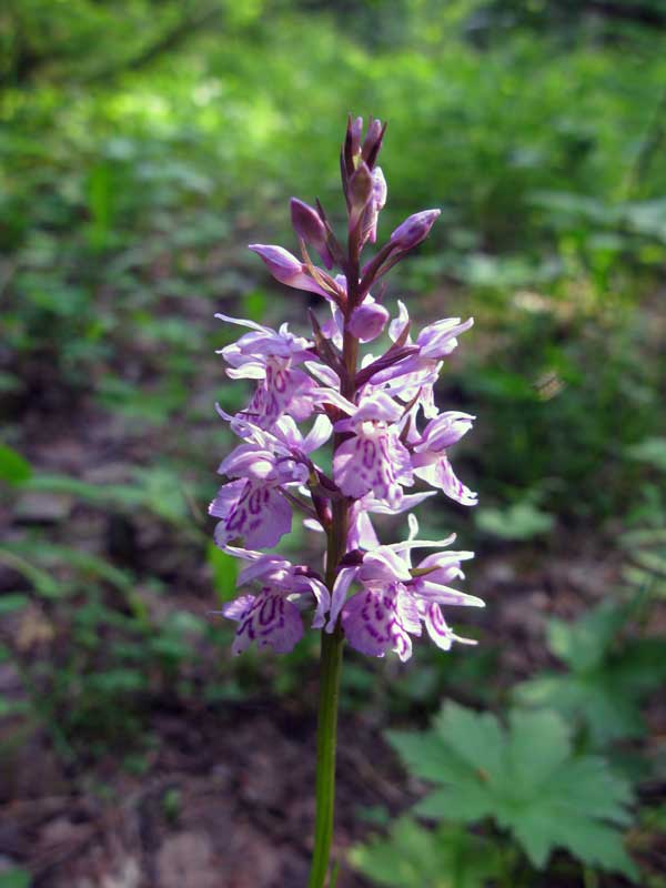 Image of Dactylorhiza fuchsii specimen.