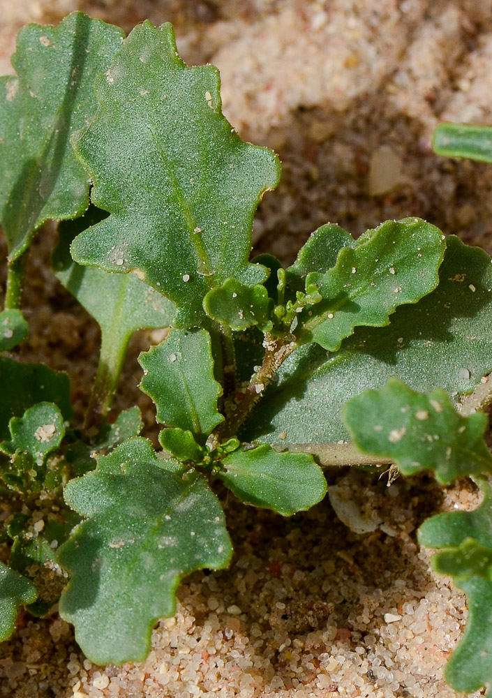 Image of Savignya parviflora specimen.