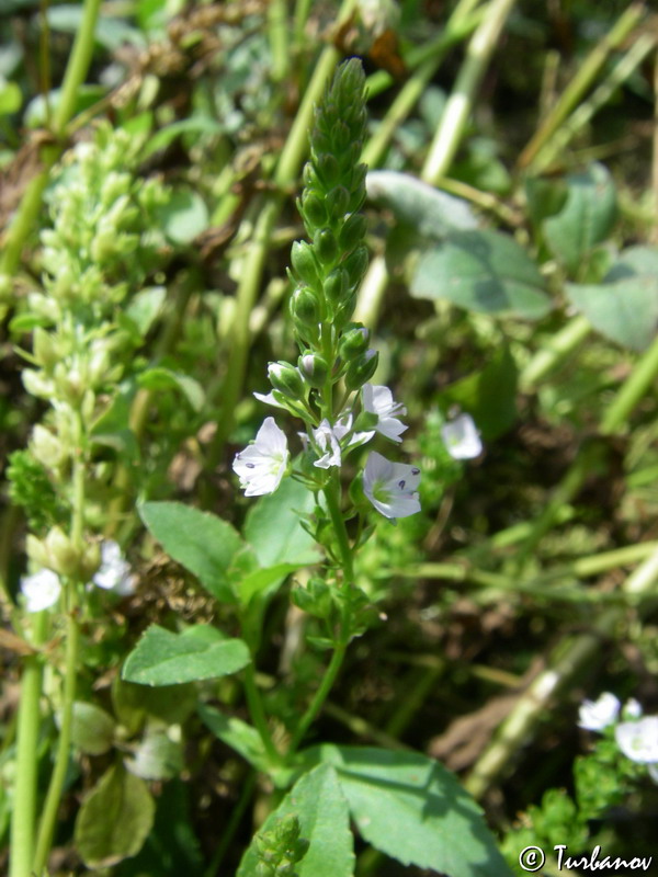 Image of Veronica beccabunga specimen.