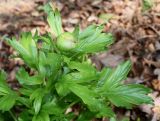 Paeonia peregrina