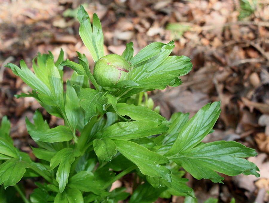 Image of Paeonia peregrina specimen.