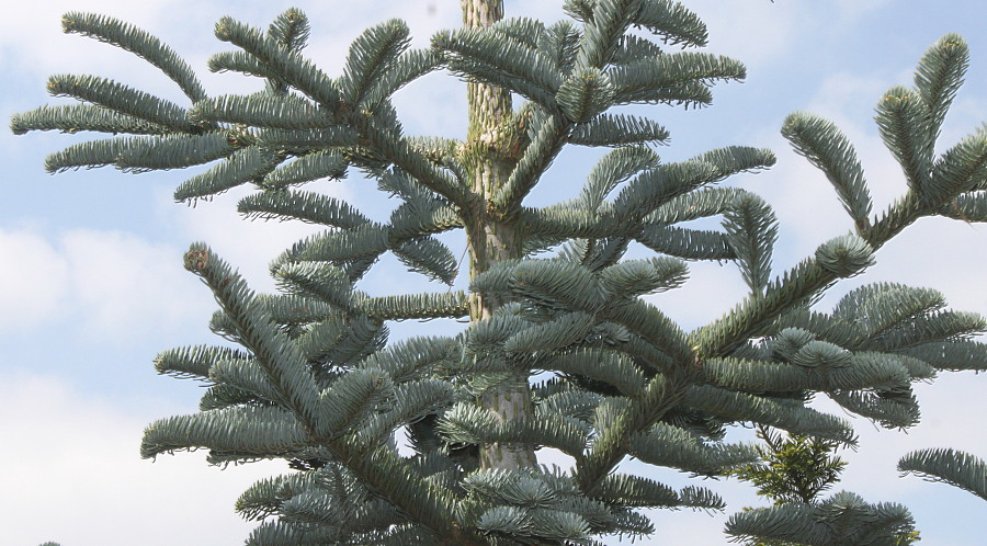 Image of Abies procera f. glauca specimen.