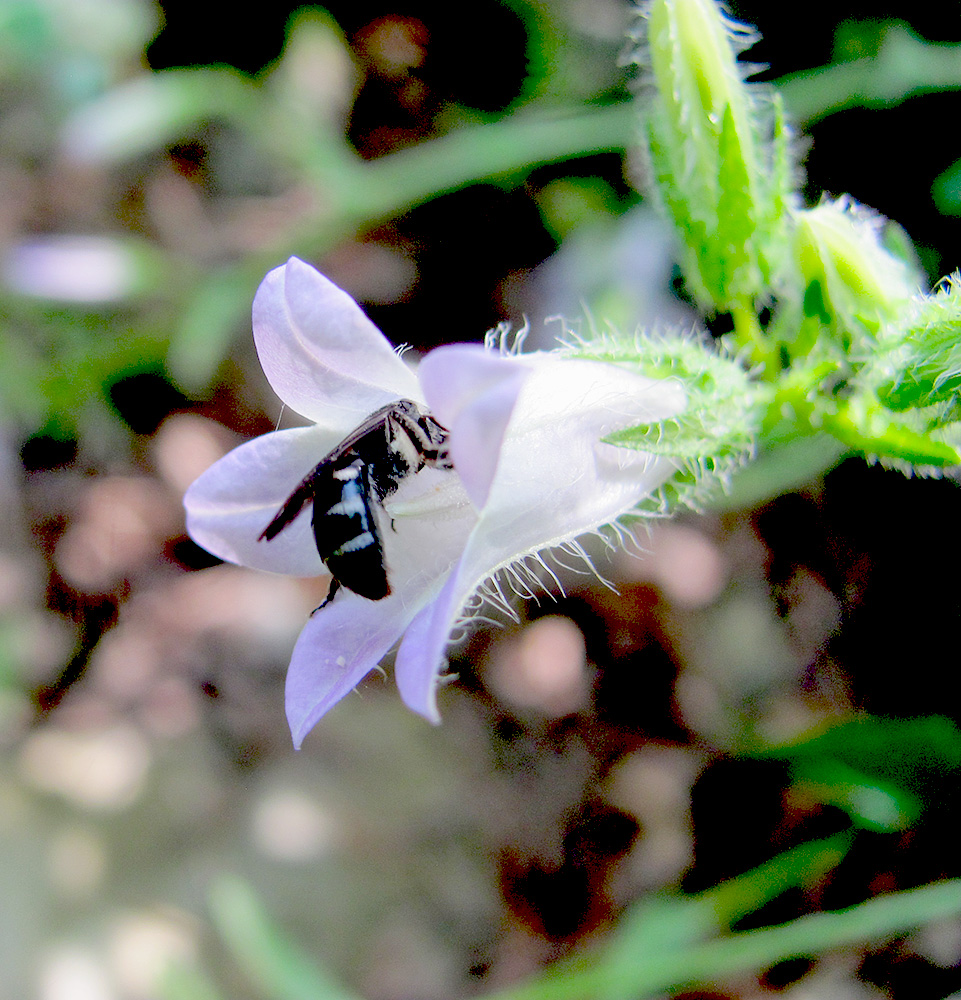 Image of Campanula praealta specimen.