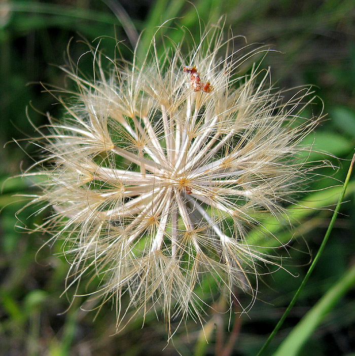 Image of genus Scorzonera specimen.