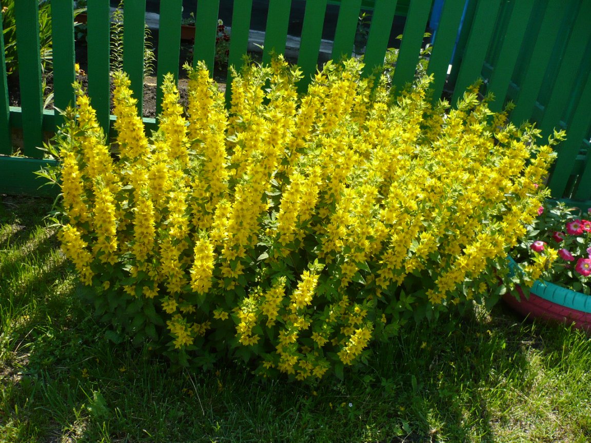 Изображение особи Lysimachia punctata.