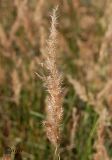 Calamagrostis epigeios