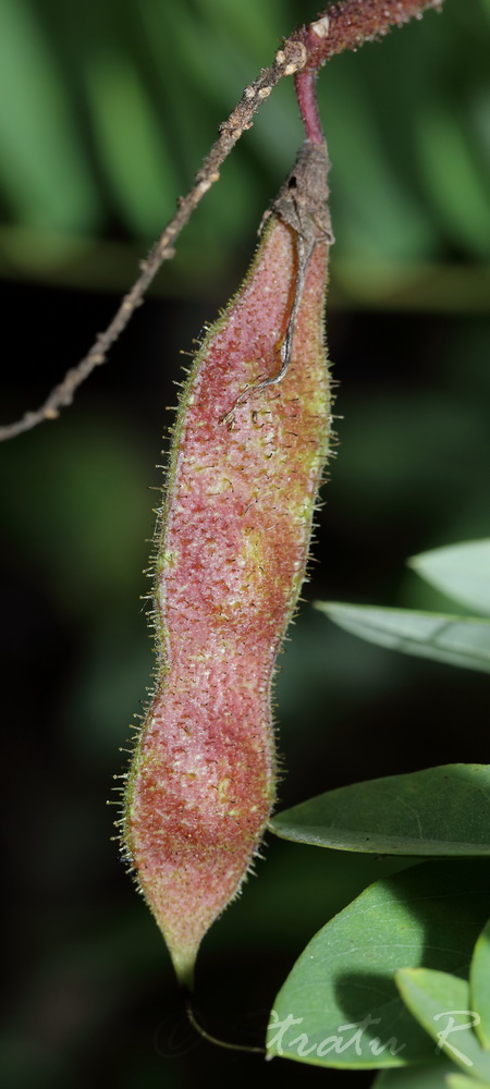 Image of Robinia viscosa specimen.