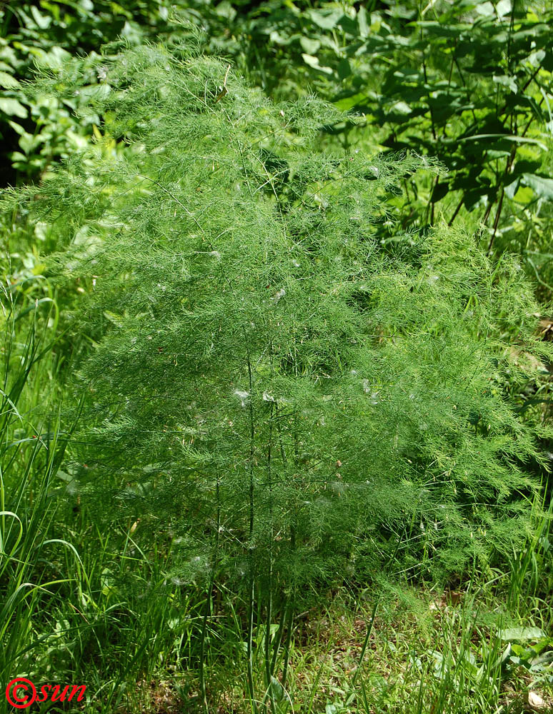 Image of Asparagus officinalis specimen.