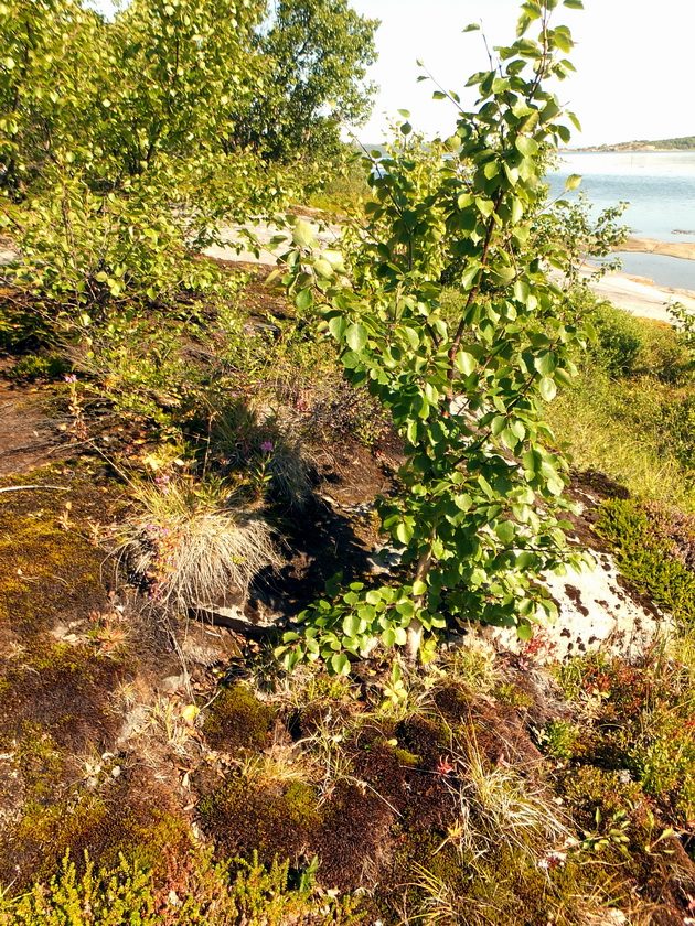 Image of genus Betula specimen.