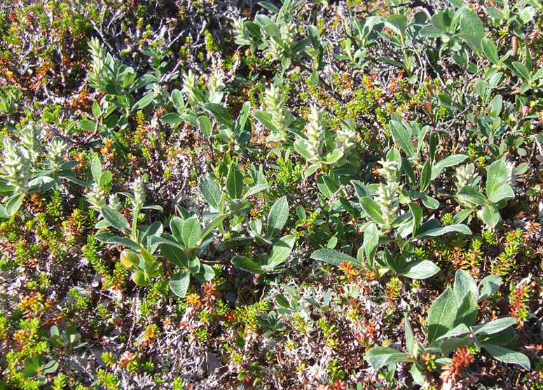 Image of Salix glauca specimen.