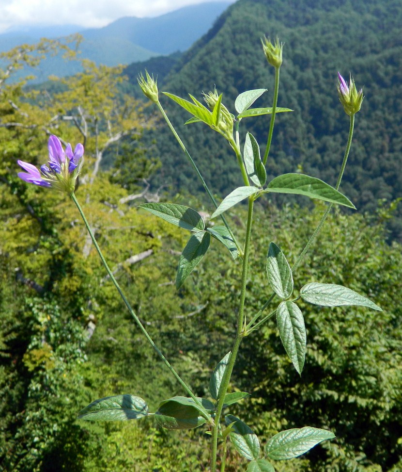 Image of Psoralea bituminosa ssp. pontica specimen.