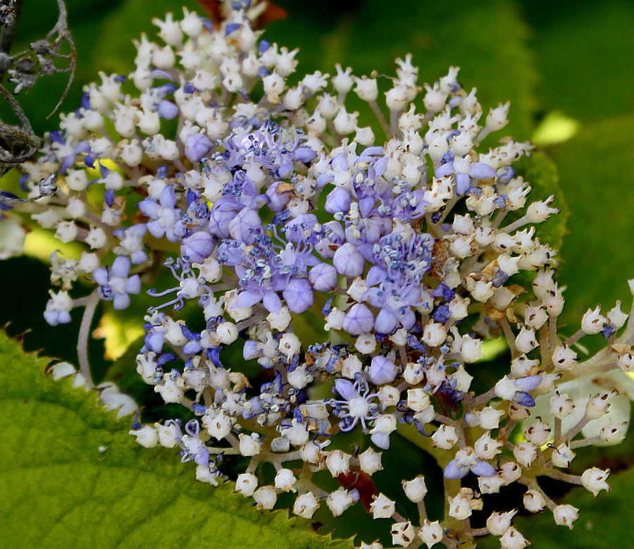 Image of Hydrangea involucrata specimen.