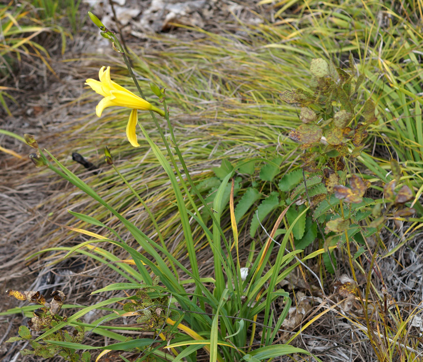 Image of Hemerocallis minor specimen.