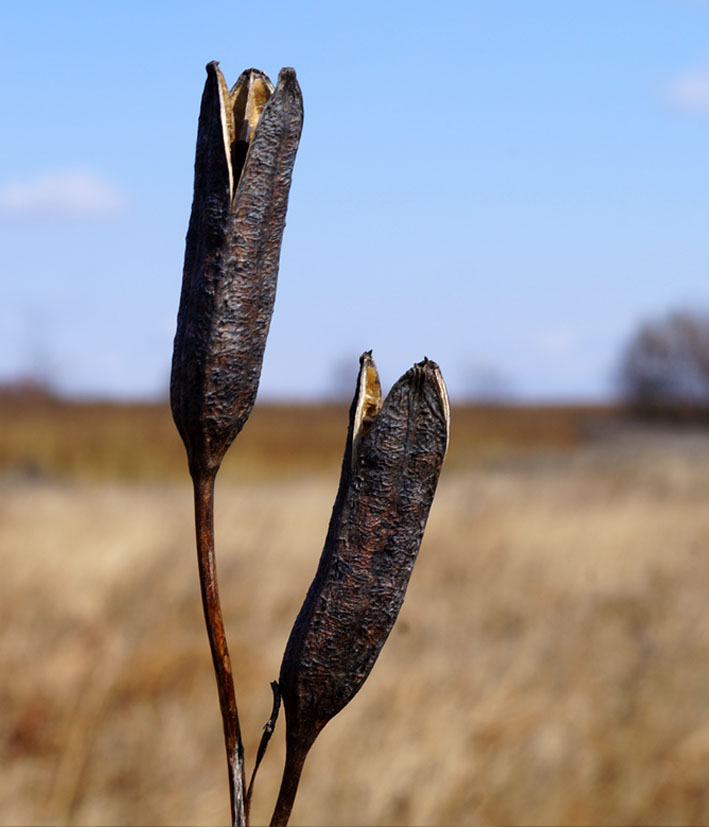 Image of Iris sanguinea specimen.