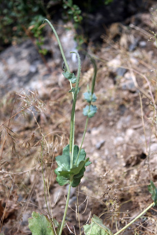 Изображение особи Glaucium elegans.