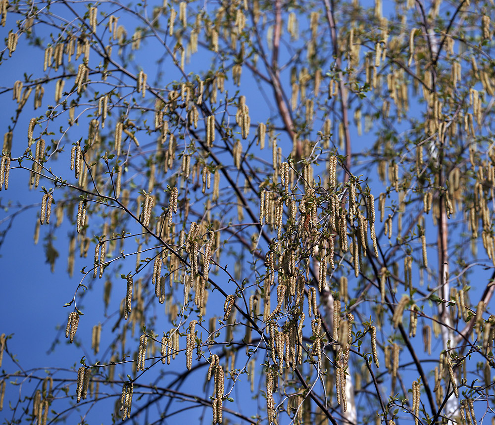 Image of Betula pendula specimen.