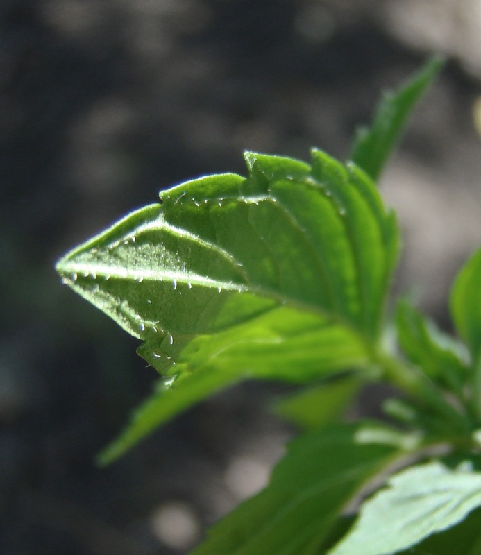 Image of Mentha arvensis specimen.